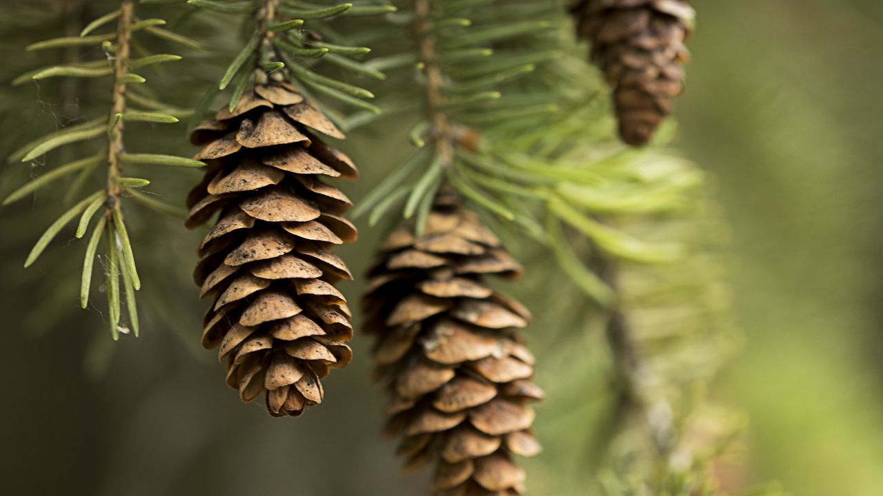 Wallpaper cones, needles, macro, branch hd, picture, image