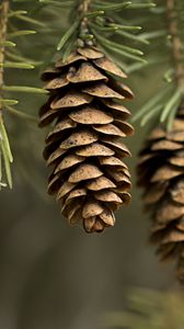 Preview wallpaper cones, needles, macro, branch