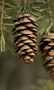 Preview wallpaper cones, needles, macro, branch