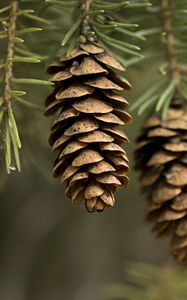 Preview wallpaper cones, needles, macro, branch