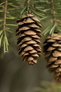 Preview wallpaper cones, needles, macro, branch