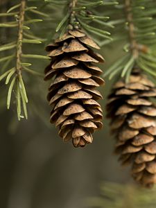 Preview wallpaper cones, needles, macro, branch