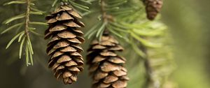 Preview wallpaper cones, needles, macro, branch