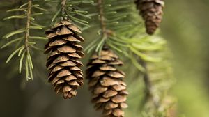 Preview wallpaper cones, needles, macro, branch