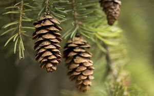 Preview wallpaper cones, needles, macro, branch