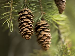 Preview wallpaper cones, needles, macro, branch