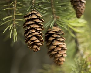 Preview wallpaper cones, needles, macro, branch