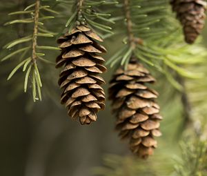 Preview wallpaper cones, needles, macro, branch