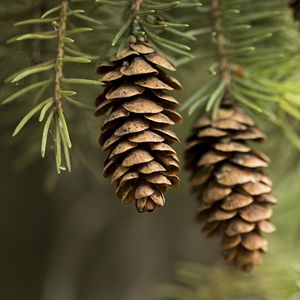 Preview wallpaper cones, needles, macro, branch