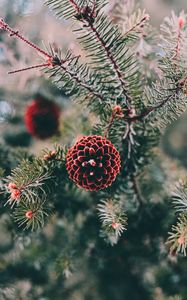 Preview wallpaper cones, pine, branch, needles, macro