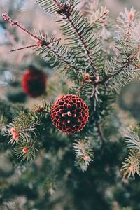 Preview wallpaper cones, pine, branch, needles, macro