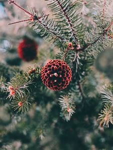 Preview wallpaper cones, pine, branch, needles, macro