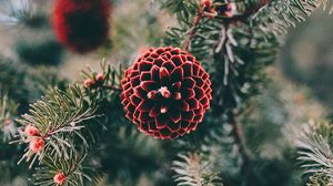 Preview wallpaper cones, pine, branch, needles, macro