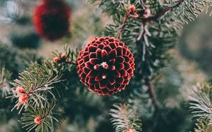 Preview wallpaper cones, pine, branch, needles, macro