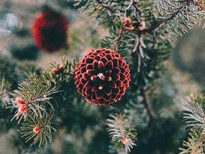 Preview wallpaper cones, pine, branch, needles, macro