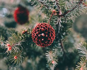Preview wallpaper cones, pine, branch, needles, macro