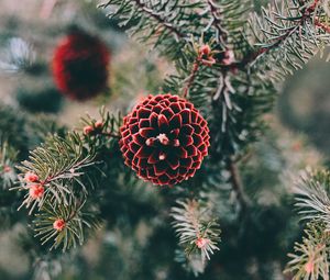 Preview wallpaper cones, pine, branch, needles, macro