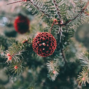 Preview wallpaper cones, pine, branch, needles, macro