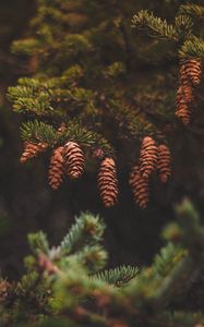 Preview wallpaper cones, pine, needles