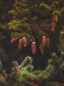 Preview wallpaper cones, pine, needles