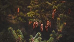 Preview wallpaper cones, pine, needles