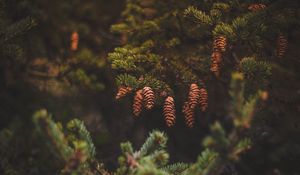 Preview wallpaper cones, pine, needles