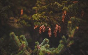 Preview wallpaper cones, pine, needles