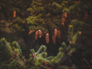 Preview wallpaper cones, pine, needles