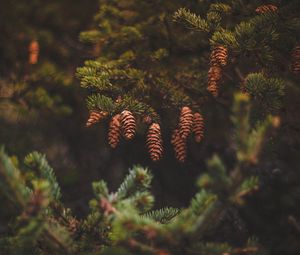 Preview wallpaper cones, pine, needles