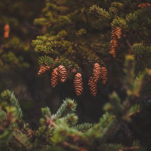 Preview wallpaper cones, pine, needles