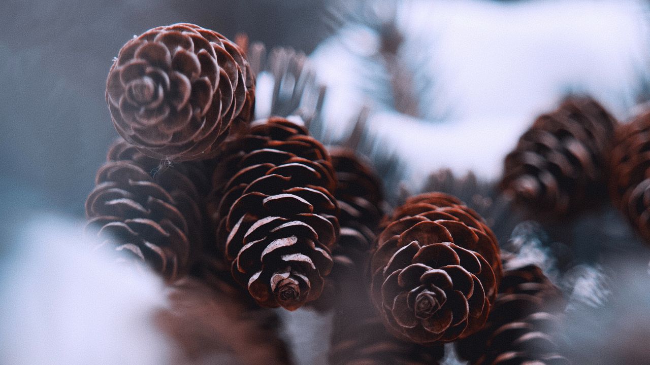 Wallpaper cones, snow, spruce, winter