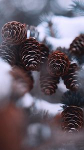 Preview wallpaper cones, snow, spruce, winter