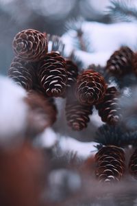 Preview wallpaper cones, snow, spruce, winter