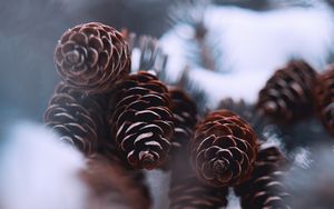 Preview wallpaper cones, snow, spruce, winter