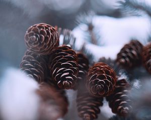 Preview wallpaper cones, snow, spruce, winter