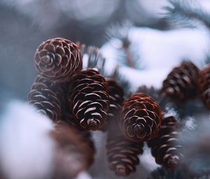 Preview wallpaper cones, snow, spruce, winter