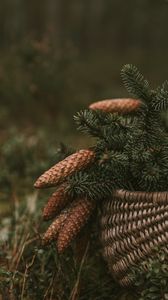 Preview wallpaper cones, spruce, branches, needles, basket