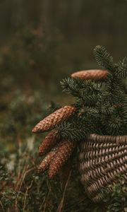 Preview wallpaper cones, spruce, branches, needles, basket