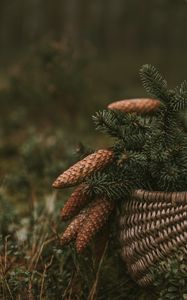 Preview wallpaper cones, spruce, branches, needles, basket