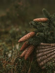 Preview wallpaper cones, spruce, branches, needles, basket