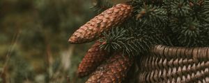 Preview wallpaper cones, spruce, branches, needles, basket