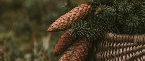 Preview wallpaper cones, spruce, branches, needles, basket