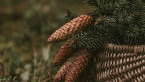 Preview wallpaper cones, spruce, branches, needles, basket