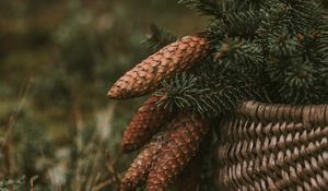 Preview wallpaper cones, spruce, branches, needles, basket