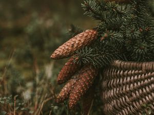 Preview wallpaper cones, spruce, branches, needles, basket