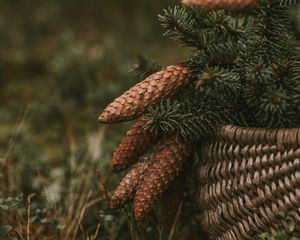 Preview wallpaper cones, spruce, branches, needles, basket