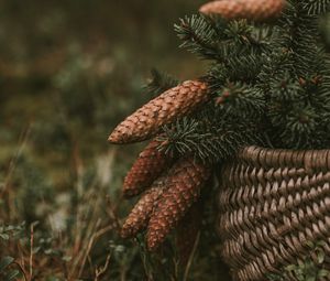 Preview wallpaper cones, spruce, branches, needles, basket