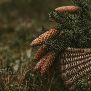 Preview wallpaper cones, spruce, branches, needles, basket