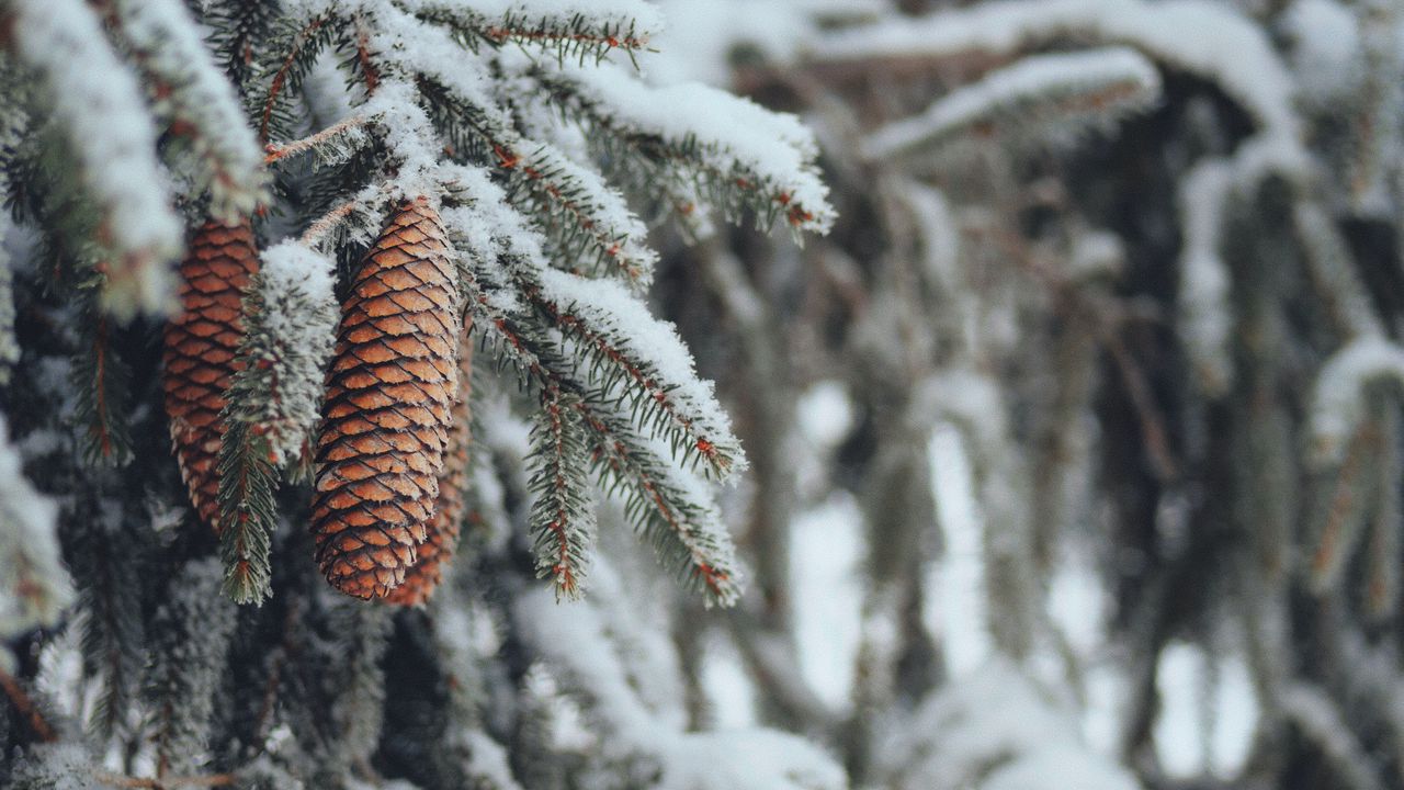 Wallpaper cones, spruce, branches, snow, winter, nature