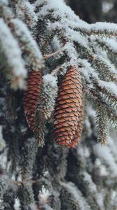 Preview wallpaper cones, spruce, branches, snow, winter, nature
